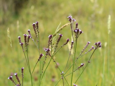 La planta que crece sola, sobrevive con pocos cuidados y regala las flores más bonitas de todo tu jardín