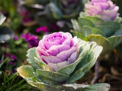 Prestá atención: la planta de pocos cuidados que transforma canteros o macetas en pura belleza todo el año