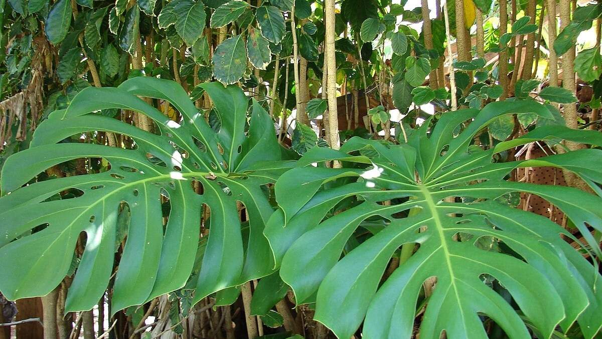 Plantas tropicales. Fuente: (Instagram)
