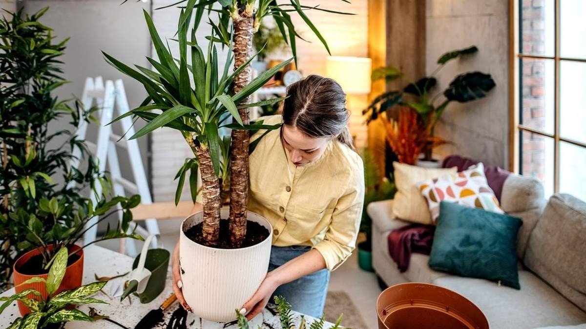 Plantas de interior. Fuente: (X)