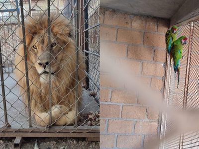 Rescatan a dos leones africanos y dos guacamayas en Celaya
