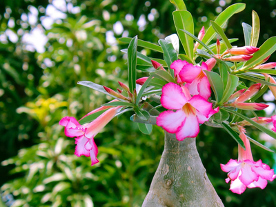 Seguro no sabías: la planta con las flores más delicadas que podés cultivar en agua dentro de tu casa