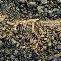 Antepasados de humanos coexistieron brevemente con los dinosaurios antes de su extinción
