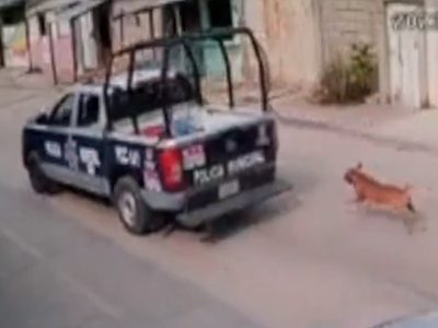 Policías de Tuxtla Gutiérrez detienen a taxista que los grabó maltratando a un perro (Video)