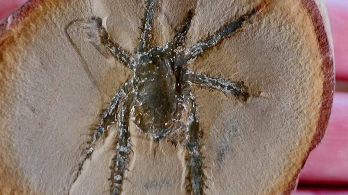 Douglassarachne acanthopoda fosilizada, conocida por sus patas espinosas con armadura
