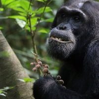 Ciencia: Los chimpancés buscan plantas medicinales cuando están enfermos
