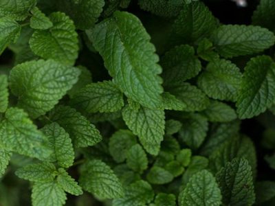 La planta que todos aman y que está a punto de extinguirse: esta es la razón