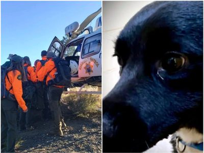 Un excursionista herido en un bosque es rescatado gracias a su perro