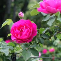 Tomá nota: 2 cosas gratis que podés hacer para mantener tus rosas hermosas y con muchas flores en otoño