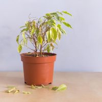 El secreto para revitalizar tus plantas usando solo 1 elemento que seguro tenés en el botiquín de casa