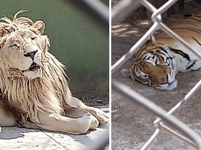 Rescatan 47 animales y descubren huachicol en Huixquilucan, Edomex