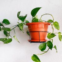 Tomá nota: las plantas perfectas para tener dentro de casa si querés estar fresquito en verano