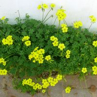 No arranques esta planta de tu jardín: es comestible y su sabor en bebidas se asemeja a la limonada