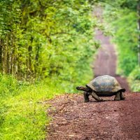 Islas Galápagos: el tesoro de la naturaleza más exótico del Pacífico