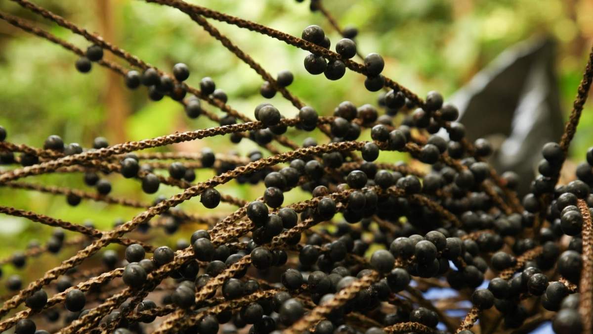 Açaí. Fuente: (Instagram)