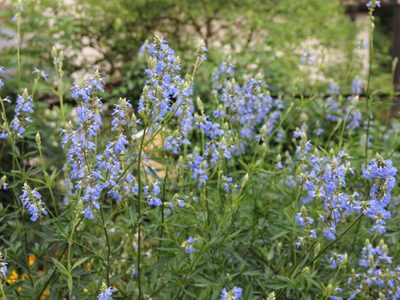 La planta nativa dura de matar que destaca por su belleza y que además atrae mariposas y colibríes a tu jardín