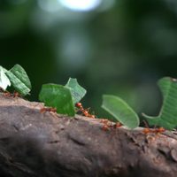 Protegé  tus plantas de las hormigas con este trucazo y dos elementos que ibas a tirar