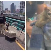 Rescatan a un cacomixtle lesionado en el segundo piso del Periférico (Video)