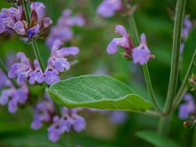 5 tipos de plantas Salvia que embellecerán tu casa: conocé las asombrosas virtudes de cada una