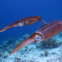 Retiran de las góndolas en EEUU "Camarones radiactivos"