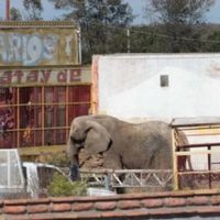 Profepa rescata a elefanta que vivía cercada al lado de una carretera