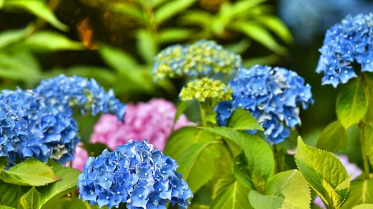 Hortensias. Fuente: (Instagram)