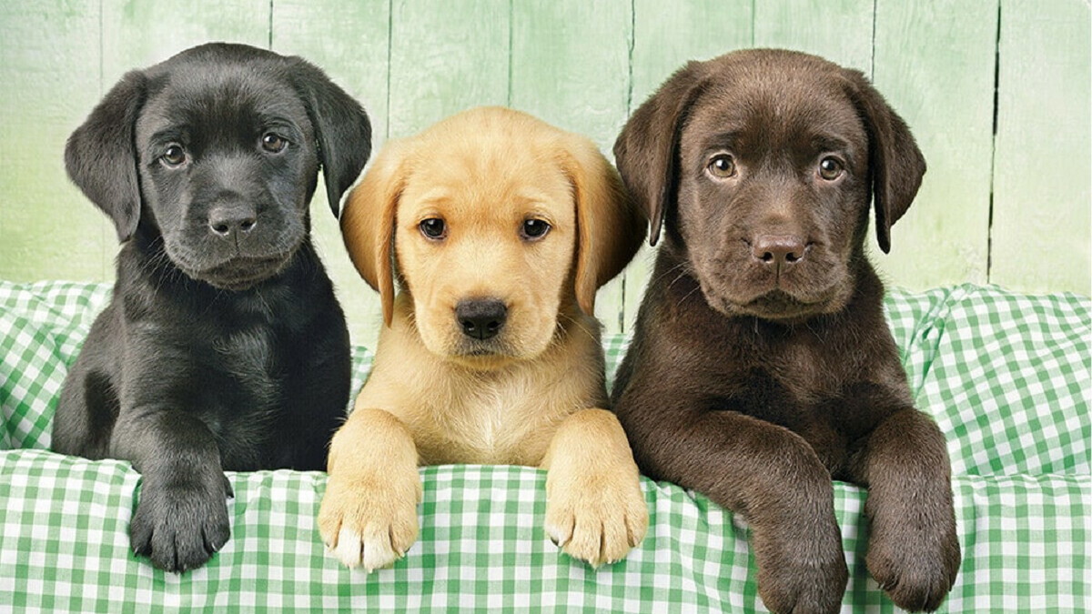 Labrador Retriever. Fuente: (Instagram)
