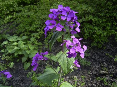La planta pequeña que tenés que sembrar en primavera si querés llenar tu casa de hermosas flores