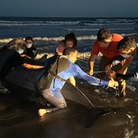 Zifio: apareció el cetáceos más raro del mundo en una playa argentina