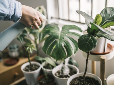 El truco para mantener tus plantas de interior brillantes y sanas con 2 ingredientes