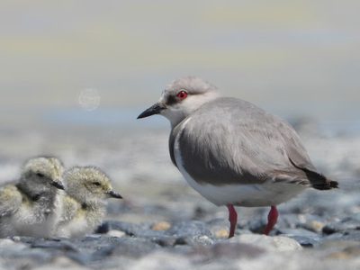 Santa Cruz avanza en la conservación del Chorlito Ceniciento con un nuevo censo binacional