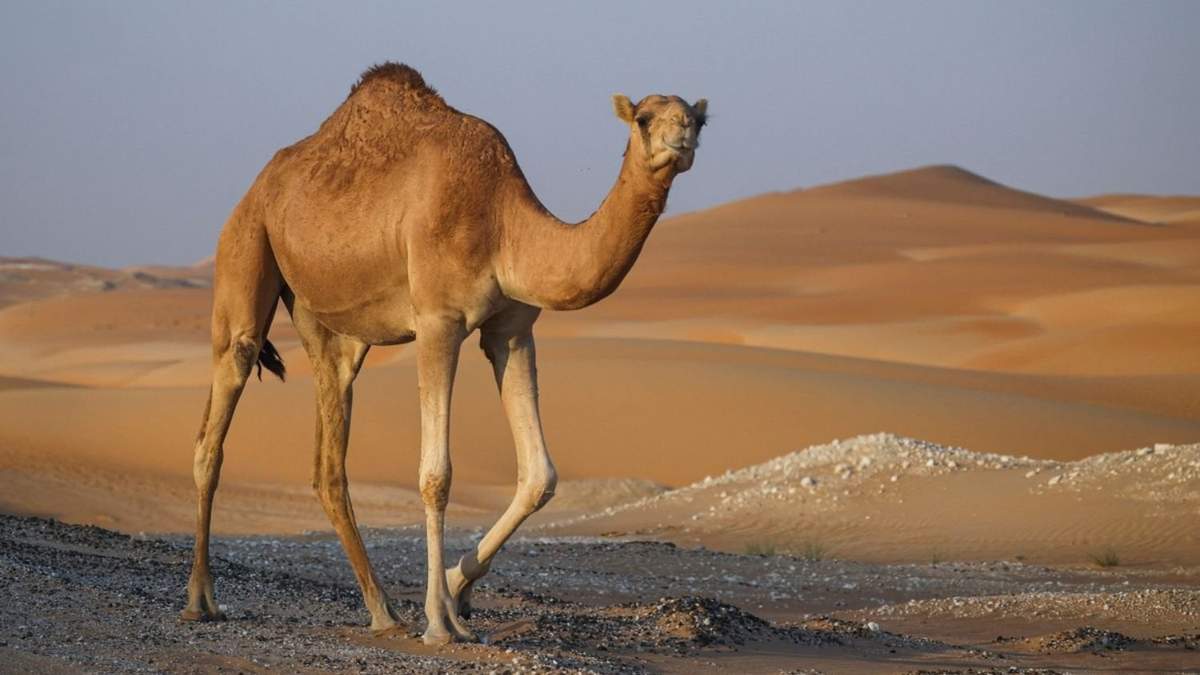 Camellos. Fuente: (Instagram)