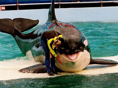 Lolita, la orca cautiva en un acuario de Miami, volverá a su hábitat natural