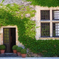 Las plantas enredaderas que vas a querer tener en casa por su belleza