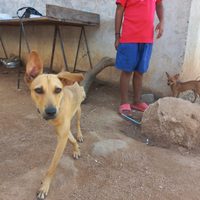 Luna y Tilín, rescatados de entre los escombros tras el azote de Otis