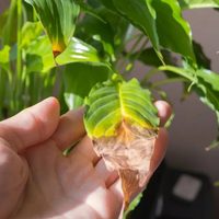 Qué significa que mis plantas tengan las hojas con los bordes marrones y cómo solucionarlo