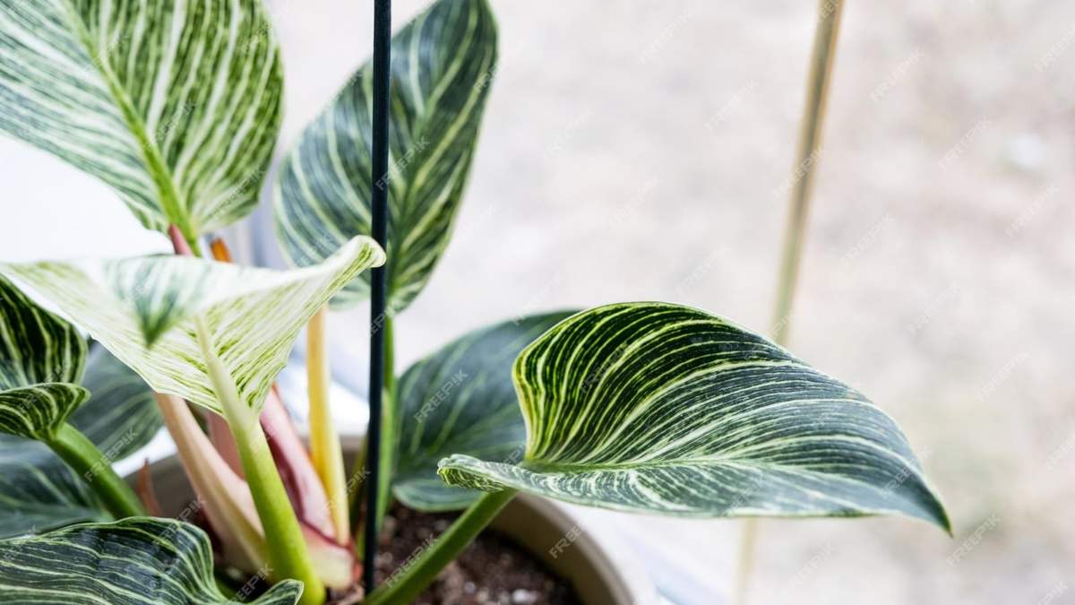 Plantas. Fuente: (X)