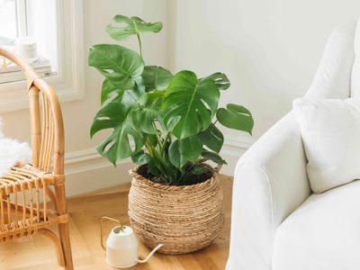Si tenés clavos o herramientas oxidadas, no los tires: mirá lo valiosos que son para cuidar tus plantas