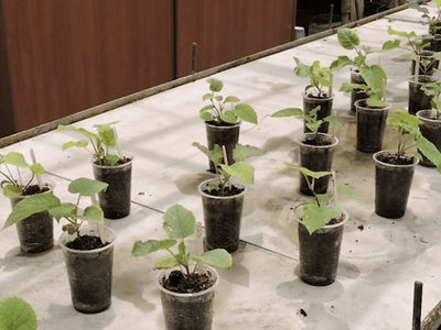 Tomá nota: mirá cómo podés sembrar plantas de kiwi en casa de forma muy fácil