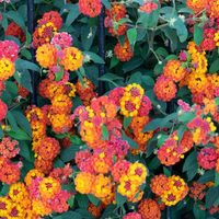 La planta rústica ideal para canteros que soporta casi todo y da las flores más bellas todo el año