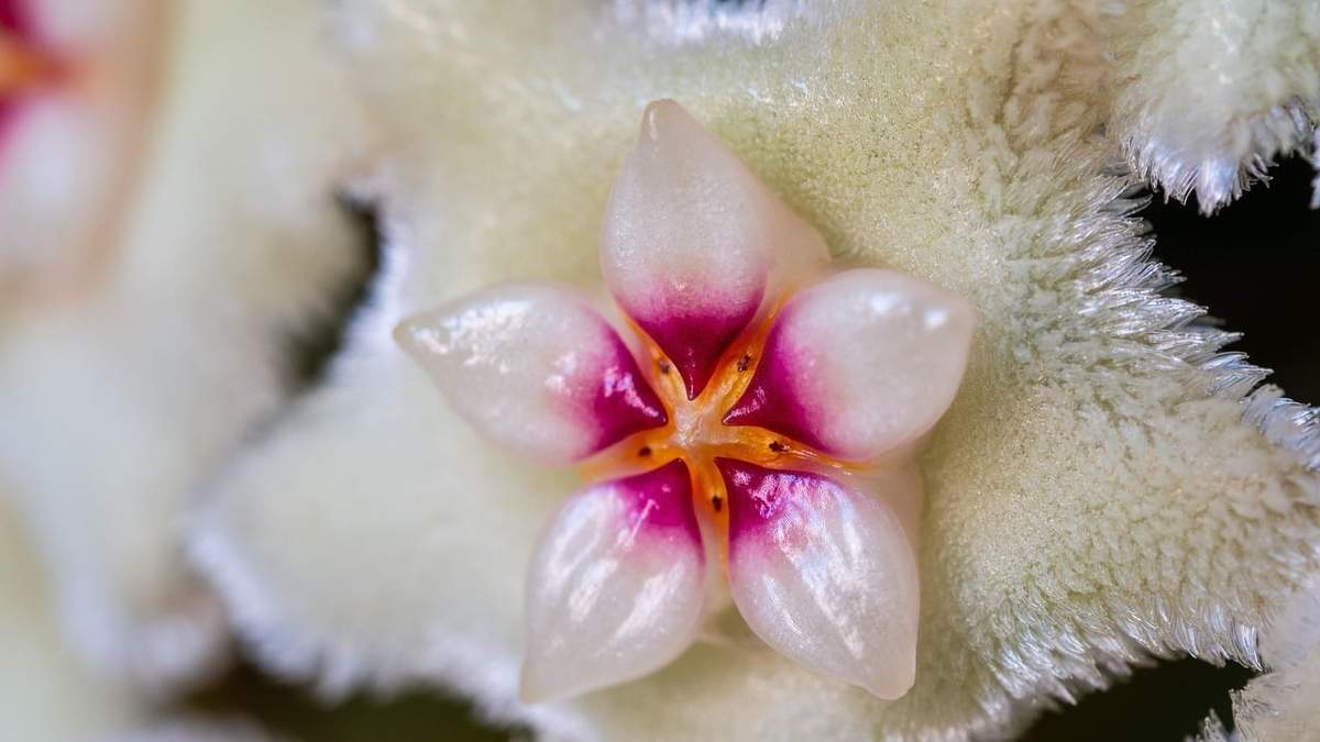 la Hoya carnosa, también conocida como flor de cera o clepia, es una planta trepadora
