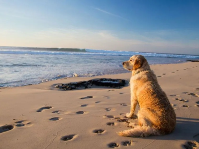 La playa de la Patagonia donde las mascotas también disfrutan: mirá cómo llegar