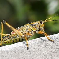 Curiosidades sobre los grillos: los insectos que cantan más en verano y atraen la buena suerte a tu hogar