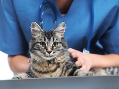 Bienestar Animal de la municipalidad castró a más de 26 mil mascotas en 2025 en Neuquén