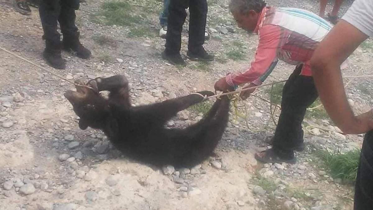 En redes sociales se difundieron fotografías y videos del ataque al osezno