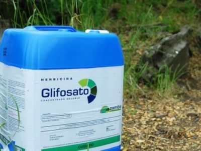 Magistrados rechazan amparar a Bayer-Monsanto para seguir importando glifosato