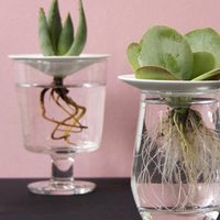 Tips para fortalecer las raíces de las suculentas y que crezcan más bellas