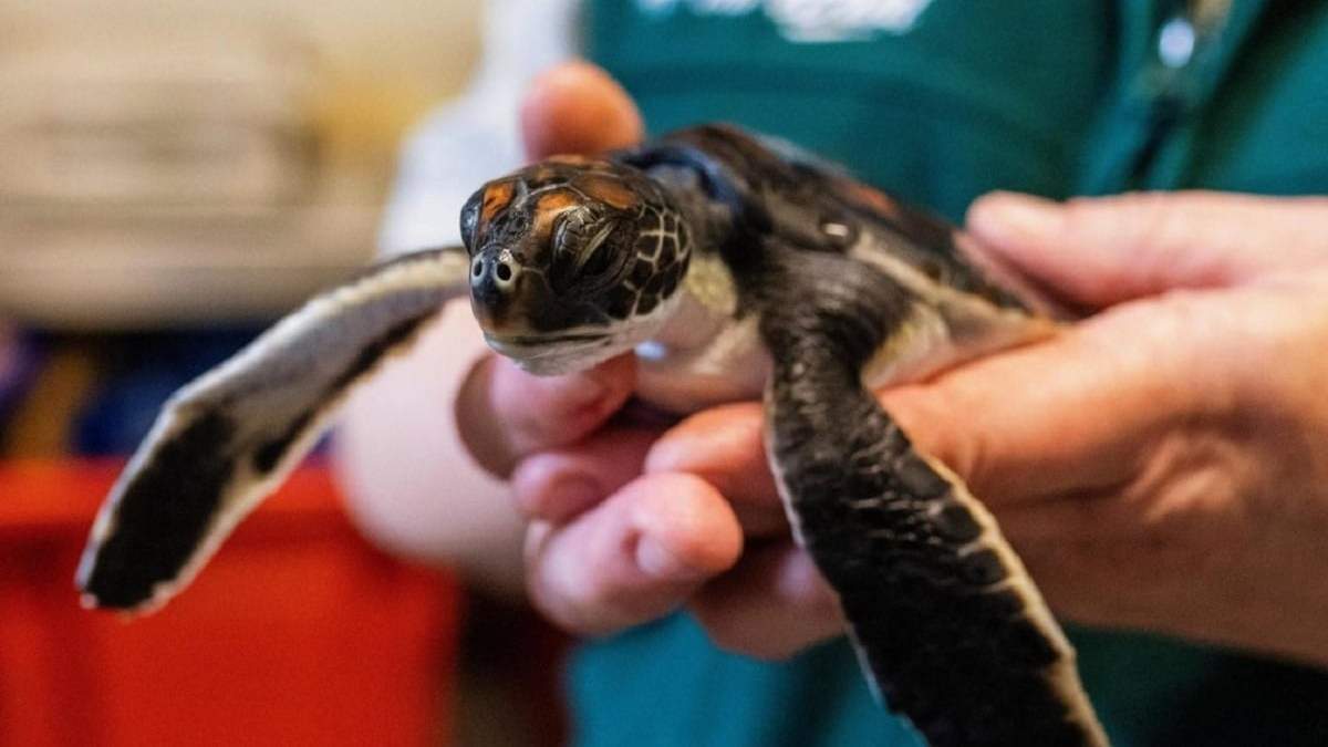 Tortuga. Fuente: (Twitter)