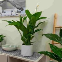 Sin químicos ni gastar una fortuna: el truco mágico para mantener tus plantas de interior hermosas y sanas