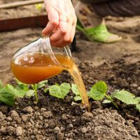Efectivo y gratis: el secreto de los jardineros para que las plantas de tu jardín nunca paren de crecer